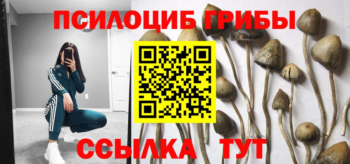 Псилоцибиновые грибы Psilocybine cubensis  Вход с VPN  Псилоцибиновые грибы прущие грибы  Краснодар 